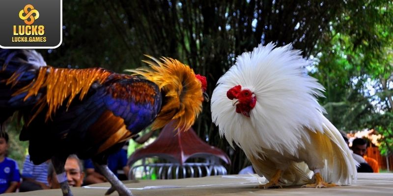 Chiến lược đặt cược chọi gà tre hiệu quả