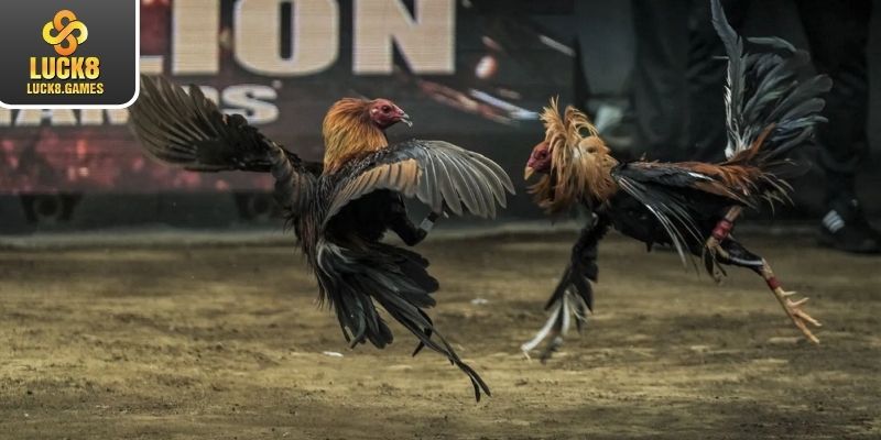 Tin tức khái quát chung về đá gà C1